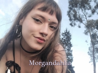 Morgandahlia